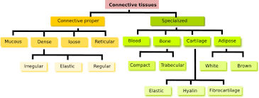 Some are solid and strong, while others are fluid and flexible. Animal Tissues Connective Tissue Atlas Of Plant And Animal Histology