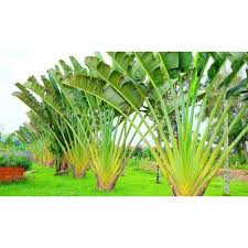 Green Banana Palm Tree For Garden