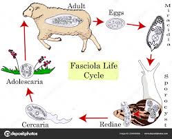 The Life Cycle Of Fascioliasis Medical Education Chart Of