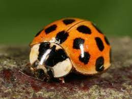 are ladybugs good for the garden
