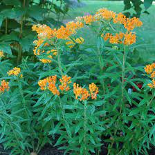 asclepias rosa 1 erfly weed