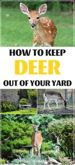 how to keep deer out of your yard