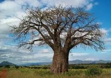 5 beneficios del Baobab en polvo | MYPROTEIN™