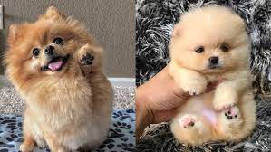 One way to determine the ancestry of your mixed breed is through a dna test. Top 12 Cutest Pomeranian Mix Dog Breeds Puppies Club