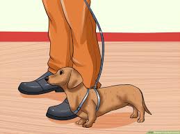 The breed's rootstock is thought to. How To Train Dachshunds With Pictures Wikihow