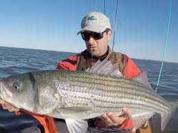 new york and long island fishing reports