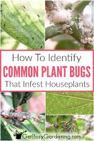 Houseplant Bugs