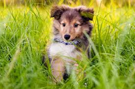 shetland sheepdog dog breed information