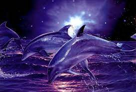 100 cool dolphin wallpapers