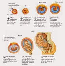 Kedua, tipe pembelahannya yaitu pada pembelahan pertama terjadi secara normal yaitu melalui bidang meridional, pada pembelahan kedua lain dari. Pengertian Embrio Pada Insan Dan Tahapan Perkembangan Embrio 6 Kumpulan Materi Soal Dan Jawaban Belajar Online