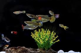 guppy fish care guide for aquarists