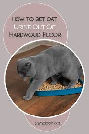 Cat Urine Out Of Hardwood Floor