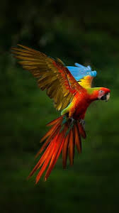 birds flying red colorful macaw