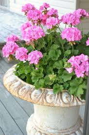 Geraniums are among the most. Jennelise Potted Geraniums Summer Flowers Geraniums