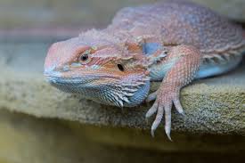 bearded dragon with nutritional