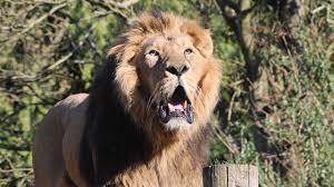 epic lion roars you