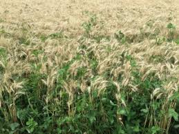 General Cover Crops In Wisconsin