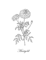 Flowers made from tissue paper and pipe cleaners. Marigold Drawing Marigold Botanical By Masha Batkova Birth Flower Tattoos Marigold Tattoo Flower Drawing