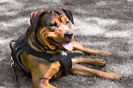 10 Best Dog Harness Keep Your Dog In Control Always 2019