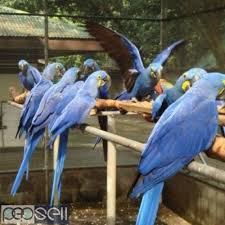 hyacinth macaws parrots
