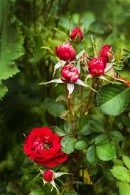 garden red roses in a flower garden