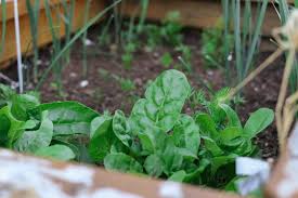 Winter Guide To Edible Gardening