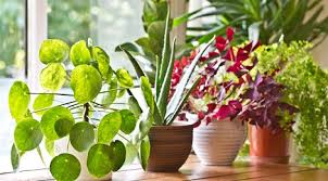 Health Benefits Of Indoor Plants