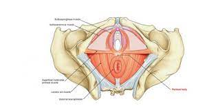 block 7 repro perineum pelvis mcq s