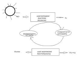 Represent The Stages Of Light Reaction In The Form Of Flow