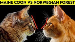 maine vs norwegian forest cat