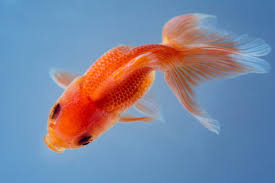 how long do goldfish live maryland