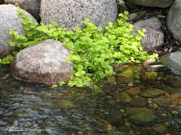 aquatic plants for small ponds water