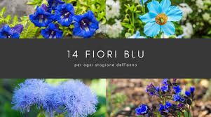 Maybe you would like to learn more about one of these? 14 Fiori Blu Per Tutte Le Stagioni Dalla Primavera All Inverno