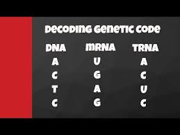 Decode From Dna To Mrna To Trna To Amino Acids