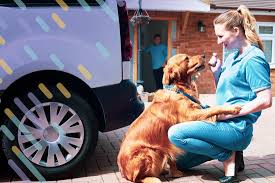 I pay close attention to the pet's individual needs and health during my services. Mobile Pet Grooming How To Guides On Starting Your Business