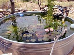 Stock Tank And Kiddie Pool Watergardens