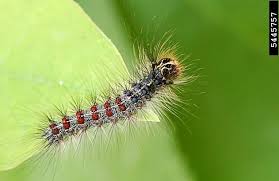 Gypsy Moth Lymantria Dispar Forest