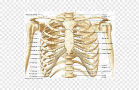 The rib cage consists of the 12 pairs of ribs and the sternum, or breastbone. Thorax Anatomy Bone Neck Rib Cage Skeleton Lung Anatomy Abdomen Png Pngwing