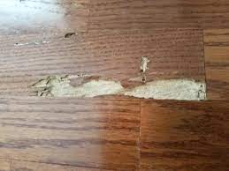 floor damage to termites