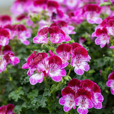 12 easy flowers to grow in pots in the