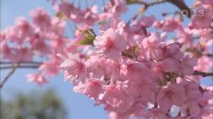 20 tempat untuk menikmati pemandangan bunga sakura terindah di jepang bagi wisatawan yang ingin berkunjung saat musim semi dimana sakura akan tempat lainnya dengan pemandangan bunga sakura terindah di jepang adalah taman chidorigafuchi. 8 Spot Melihat Bunga Sakura Unik Di Jepang Matcha Situs Wisata Jepang