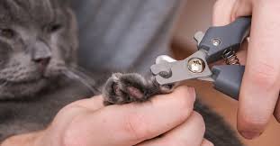 how to safely trim your cat s claws