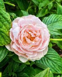 Fragrant Plants Planting Guide The