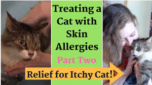 itchy cat treating skin allergies