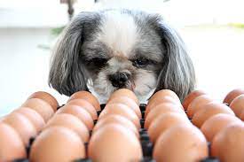 can dogs eat eggs what you need to