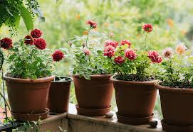 container roses how to plant and care