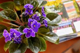 Although african violets originated in east africa close to the equator and therefore in the tropics, their natural habitat was in rocky areas near water shaded by trees and not in open, intensely sunny situations. African Violets How To Care Get More Blooms Propagate