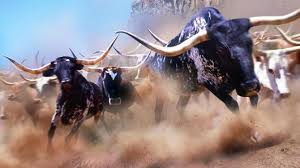 Image result for stampede