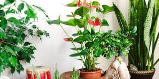 Our Favorite Tropical Houseplants