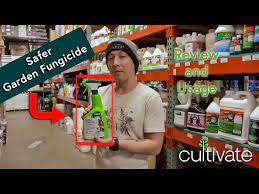 safer garden fungicide review and how